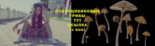 прущие грибы Абаза